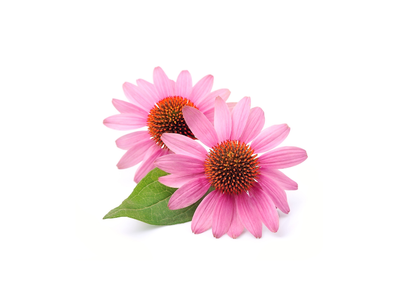 Life Extension Europe, Two echinacea pink flowers with green leaves in centre of image on a white background